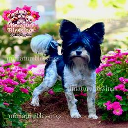 Gucci - Black tan and white male Biewer Terrier puppy in Asheville, North Carolina from Miniature Blessings