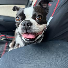 Harlie - Black and white female Boston Terrier puppy in Jupiter, Florida from CJM Boston and Boxer Puppies