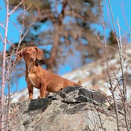 Spyder - Dachshund