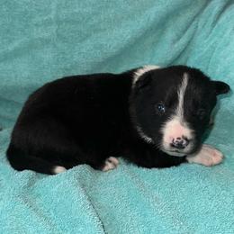 Ruger - Black and white male Border Collie puppy in Henagar, Alabama from Ridge Kap Border Collies