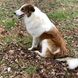 Old Time Scotch Collie All Grown Up from The MapleWood Farms