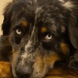 Australian Shepherds and Labrador Retrievers from Triple S Farms