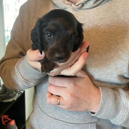 Pink - Black and tan Dachshund puppy in Kingston, Illinois from Oak Bridge Farm