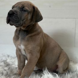 Ukos - Fawn male Great Dane puppy in Beulah, Michigan from Northwood Euro Danes and Bassets