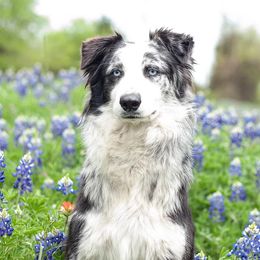 Ricochet - Australian Shepherd