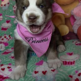 Siberian Husky Puppies from Siberian Huskies-Beckham the Great