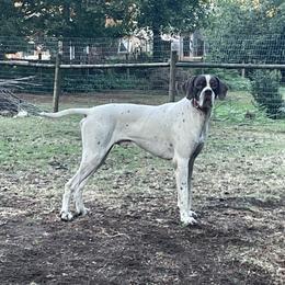 Cedric - Pointer