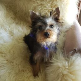 Poodles and Yorkshire Terriers from Charlotte Shafer Poodles & Yorkies