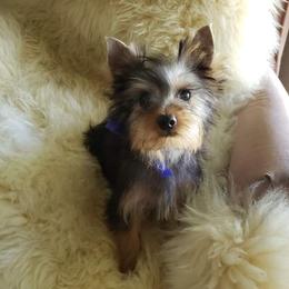Poodles and Yorkshire Terriers from Charlotte Shafer Poodles & Yorkies