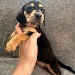 Dachshund Puppies from Sunshine’s Dachshunds