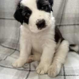 Boy B - Black and gray male Caucasian Shepherd Dog puppy in Salisbury, Delaware from Blue Line Kennels