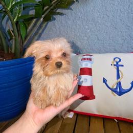 Enzo - Gold male Yorkshire Terrier puppy in Fort Myers, Florida from Katherine’s Yorkies and Poodles