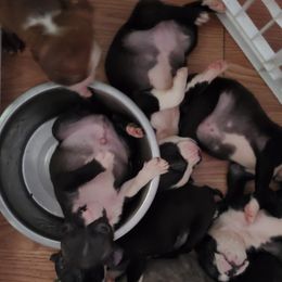 Boston Terrier Puppies from The Christian Bostons