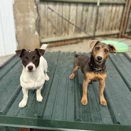 Russell Terrier puppies from VS Golden Fields