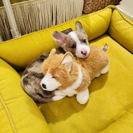 Cardigan Welsh Corgi Puppies from Leather & Lace