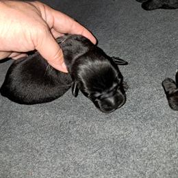 Girl 1 - Black brindle female Cane Corso puppy in Clarksburg, West Virginia from West By God Virginia Cane Corso