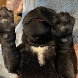 Thor - Black male Labrador Retriever puppy in Arlington, Iowa from Uncle Bucks Labrador Retrievers