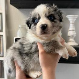 Emerald - Blue merle female Australian Shepherd puppy in Weeki Wachee, Florida from Ace of Spades Australian Shepherds