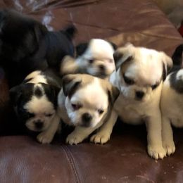 Companion Cross Puppies from Schuster's Pups