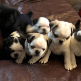 Companion Cross Puppies from Schuster's Pups