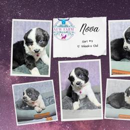 Australian Shepherd, Great Dane, and Great Pyrenees Puppies from AEW Farm