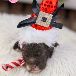 Cocoa - Chocolate female Australian Labradoodle puppy in Redding, California from Shasta Royal Monroe Puppies