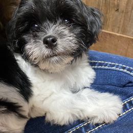 Cavapoo and Havapoo Puppies from Perfectly Playful Doodles