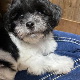 Cavapoo and Havapoo Puppies from Perfectly Playful Doodles