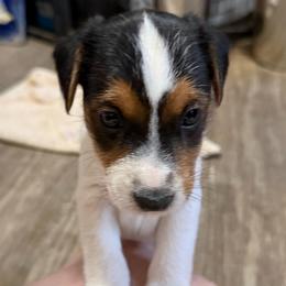 Bodacious - Tri-color male Jack Russell Terrier puppy in Yakima County, Washington from Saddle Rock Kennels