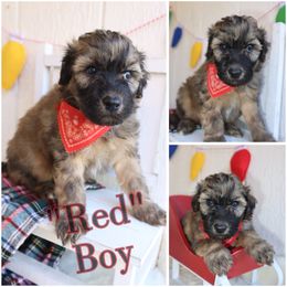 Cinnamon - Brown male Whoodle puppy in Smallett, Missouri from Leshas Whoodles