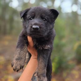 Sirius - Blue Collar - Black and tan male German Shepherd puppy in Hawthorne, Florida from Lace's High Flying German Shepherds And Golden Retrievers
