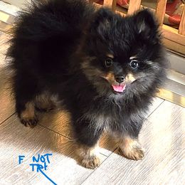 Girl 1 - Black and tan female Pomeranian puppy in Turnersville, New Jersey from MK Exquisite Poms