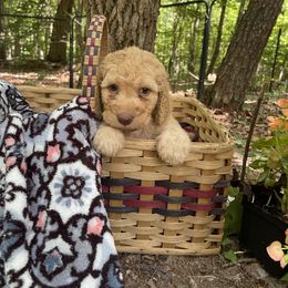 Labradoodle Puppies from Dotsie's Doodles