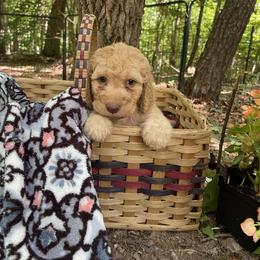 Labradoodle Puppies from Dotsie's Doodles
