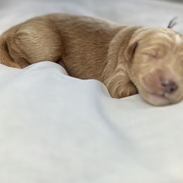 Goldendoodle puppies from Totally Texas Doodles