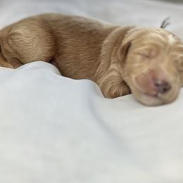 Goldendoodle puppies from Totally Texas Doodles