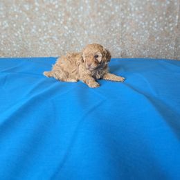 Simba - Cafe au lait Poodle puppy in Covington, Virginia from A  Gift from above kennel,  LLC