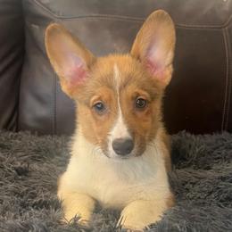 KM M4 - Sable male Pembroke Welsh Corgi puppy in Stockton, Iowa from Infinity Corgis