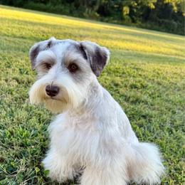 Quincy - Miniature Schnauzer