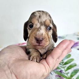Chocolate and tan dapple female - Dapple female Dachshund puppy in Belle Rive, Illinois from Akin's Miniature Dachshunds, LLC