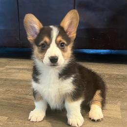 EKM-1 - Black and tan male Pembroke Welsh Corgi puppy in Stockton, Iowa from Infinity Corgis