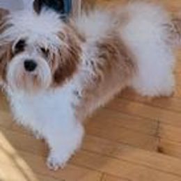 Sabey - Cavapoo