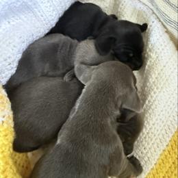 Dachshund Puppies from Dachshunds of Tales