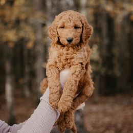 Kozy - Goldendoodle puppy in Barnesville, Georgia from Bishop Doodles