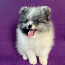 Zephyr - Blue merle male Pomeranian puppy in Saint Louis, Missouri from Beau Joli Pomeranians