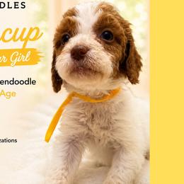 1400.00 Buttercup: Yellow Collar - Parti female Goldendoodle puppy in Raceland, Louisiana from Cajun Doodles
