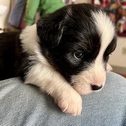 Goldie - Black and white female Cardigan Welsh Corgi puppy in Lebanon, Pennsylvania from Long Acre Farm
