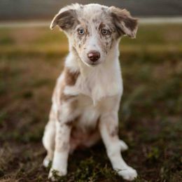 Rush - Red merle female Australian Shepherd puppy in Raleigh, North Carolina from Southern Tribute Farms