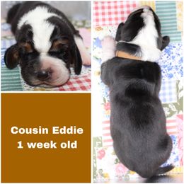 Cousin Eddie - Black brown and white male Basset Hound puppy in Jacksboro, Texas from Basset Hounds of Jacksboro, Tx