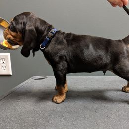 Black and Tan Coonhound and Bracco Italiano Puppies from Old Soul Black & Tan Coonhounds